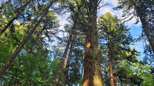 Park «Lake Geneva Park», reviews and photos, 34429 46th Ave S, Auburn, WA 98001, USA