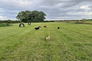Tockwith Dog Fields image
