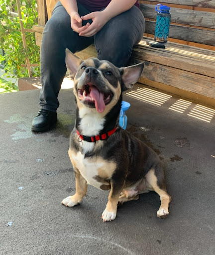 Pet Supply Store «The Dog Bakery», reviews and photos, 36 W Colorado Blvd, Pasadena, CA 91105, USA