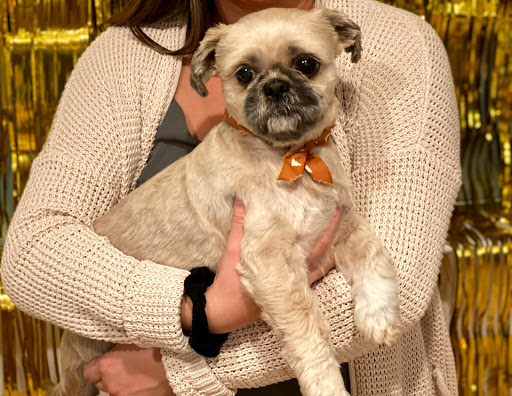 Pet Supply Store «Ridge Dog Shop», reviews and photos, 1505 N Parham Rd, Richmond, VA 23229, USA