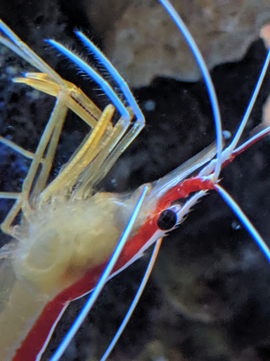 Pet Store «Mandarin SeaLife», reviews and photos, 9633 Old St Augustine Rd #2, Jacksonville, FL 32257, USA