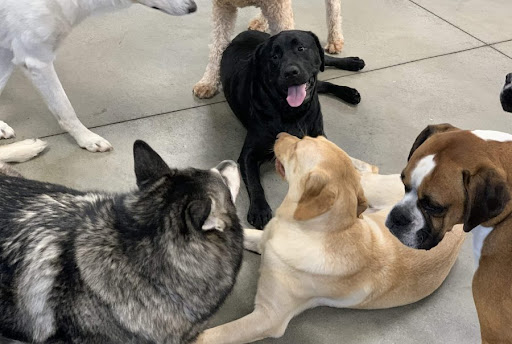 Pet Store «Happy, Clean and Smart», reviews and photos, 5700 W Kilgore Ave, Muncie, IN 47304, USA