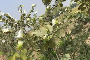 Saraikistan Mango Farm Dunyapur image