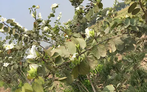 Saraikistan Mango Farm Dunyapur image