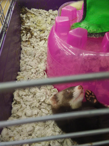 Pet Supply Store «Pet Supplies Plus», reviews and photos, 2600 McFarland Blvd E U, Tuscaloosa, AL 35405, USA