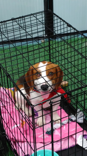 Pet Supply Store «Petco Animal Supplies», reviews and photos, 1791 Clarkson Rd, Chesterfield, MO 63017, USA