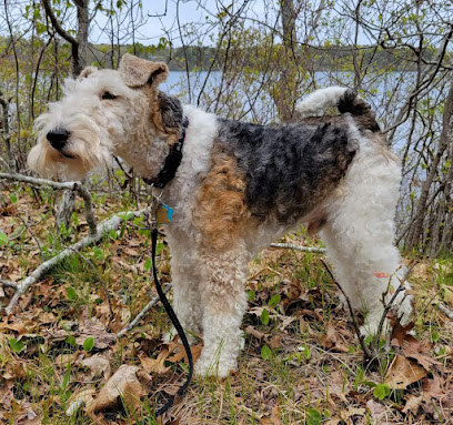 Mouris Squared Wire Fox Terrier
