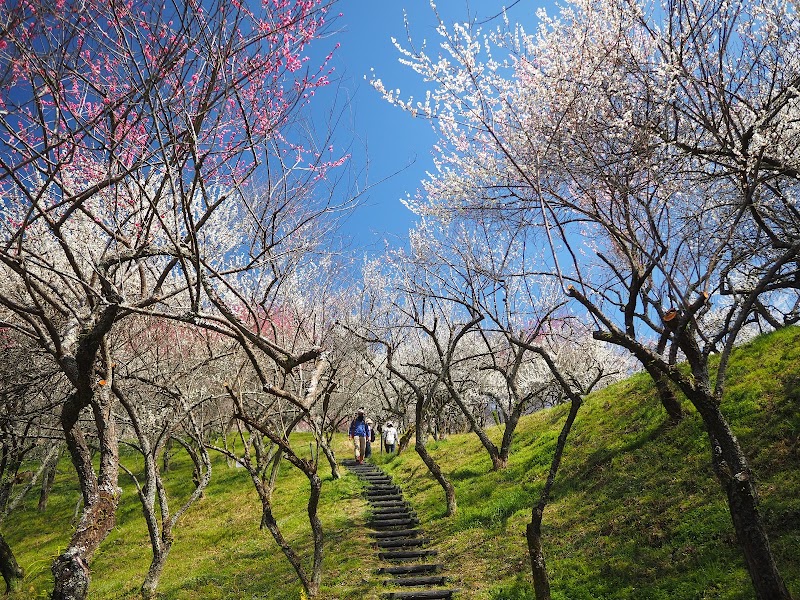 木下沢梅林