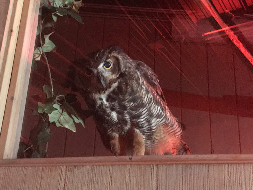 Amusement Park «Ober Gatlinburg», reviews and photos, 1001 Parkway #2, Gatlinburg, TN 37738, USA