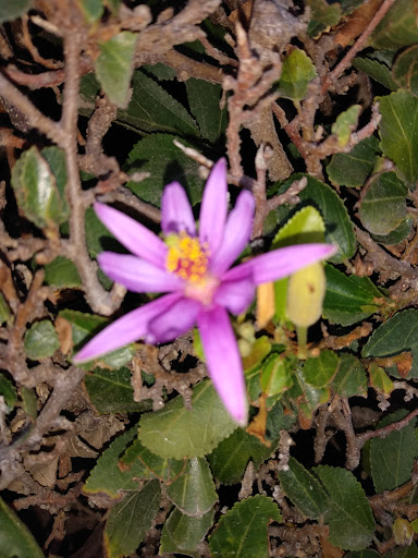 Grocery Store «Corner Store», reviews and photos, 1118 W 37th St, San Pedro, CA 90731, USA