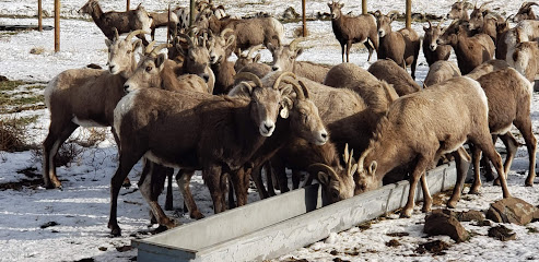 Oak Creek Big Horn Sheep Feeding Station