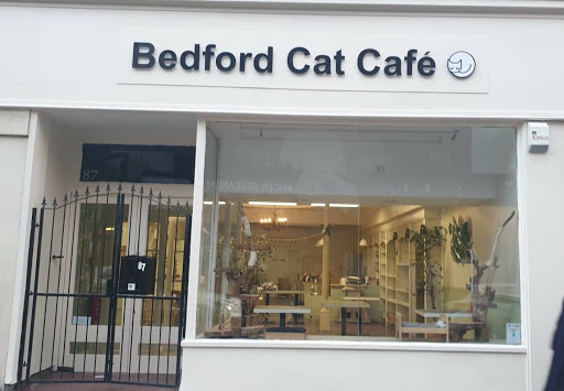 Bedford Cat Café Milton Keynes