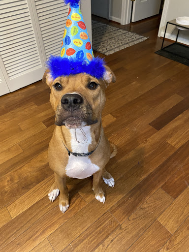 Pet Supply Store «Mom & Pups Inc», reviews and photos, 800 Whitlock Ave NW #104, Marietta, GA 30064, USA