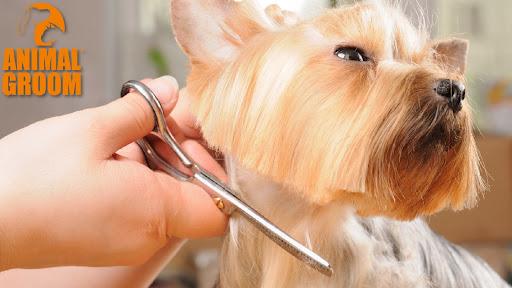 Animal Groom - Escuela Integral de peluqueria canina