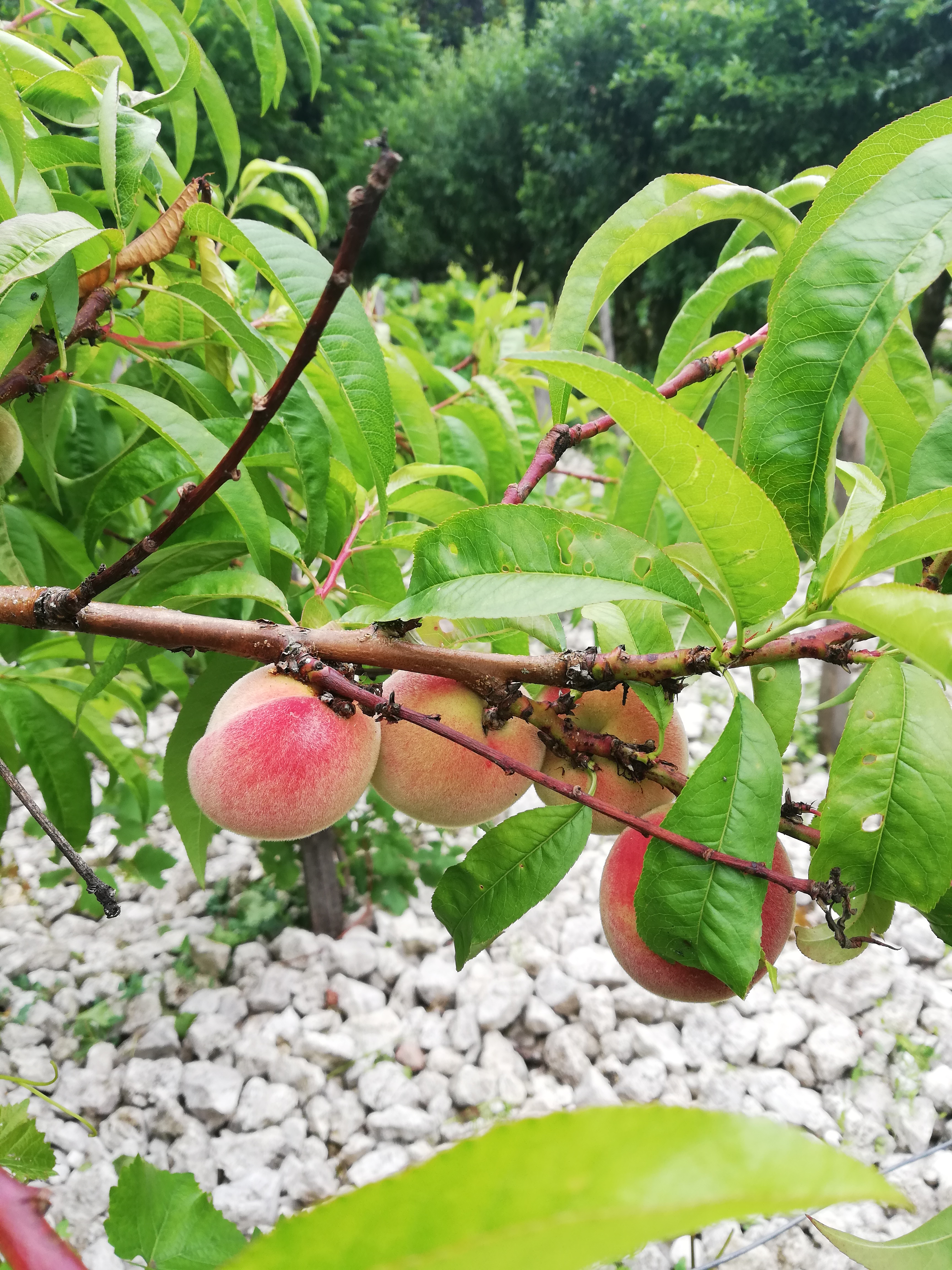 Photo n° 29 de l'avis de Elena.r fait le 13/06/2020 à 12:01