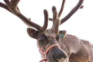 Goldendale Reindeer open by appointment only image