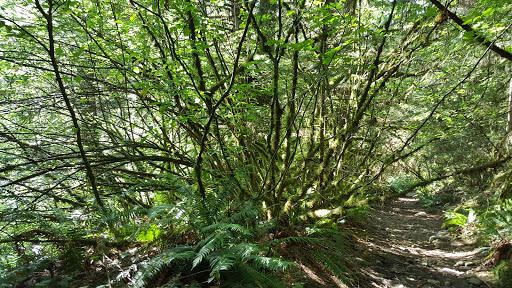 Tourist Attraction «Melmont ghost town», reviews and photos, Carbon River Rd, Carbonado, WA 98323, USA