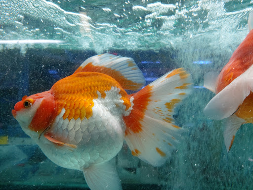 Tropical Fish Store «Aquatic Treasures», reviews and photos, 35 Galen St, Watertown, MA 02472, USA