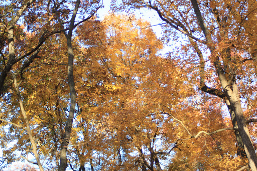 Nature Preserve «Messenger Woods Nature Preserve», reviews and photos, 13800 W Bruce Rd, Homer Glen, IL 60491, USA