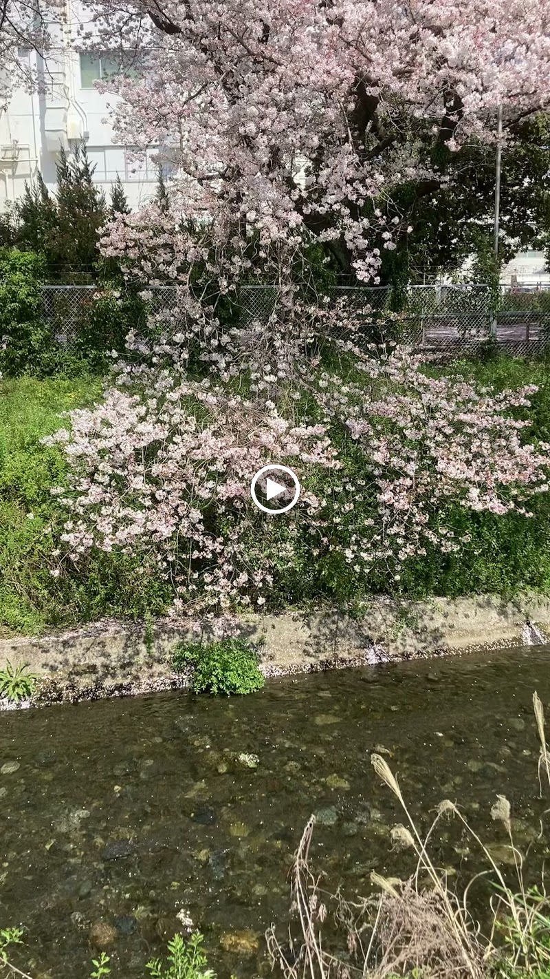 洞川の桜