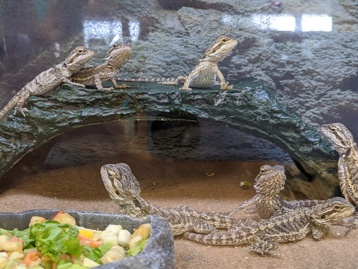 Pet Supply Store «Petco Animal Supplies», reviews and photos, 1419 Towne Square Blvd NW, Roanoke, VA 24019, USA