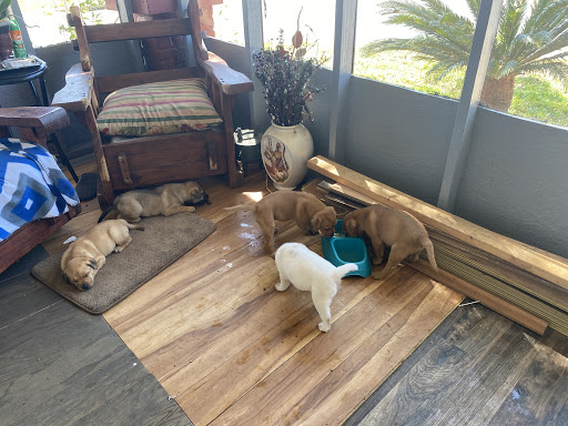 Pet Supply Store «Pet Supermarket», reviews and photos, 151 E Van Fleet Dr, Bartow, FL 33830, USA