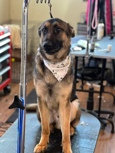 Pet Groomer «Doggie Doos By Amy Lou», reviews and photos, 132 2nd St NE, New Philadelphia, OH 44663, USA