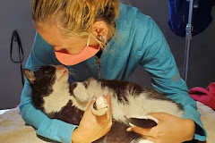 Pet Care Veterinary Hospital