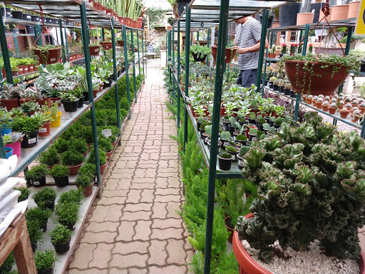 Lojas para comprar plantas de jardim Rio De Janeiro