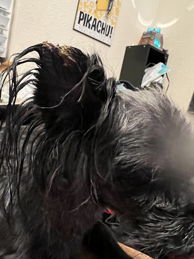 Pet Supply Store «Petco Animal Supplies», reviews and photos, 855 E Bidwell St, Folsom, CA 95630, USA