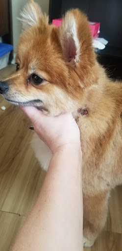 Pet Supply Store «PetSmart», reviews and photos, 11400 Financial Centre Pkwy, Little Rock, AR 72211, USA