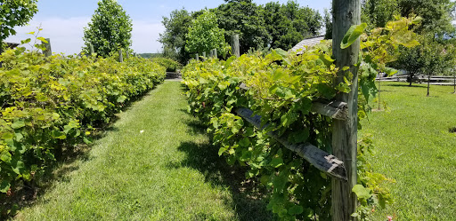 Tourist Attraction «Luray Valley Museum», reviews and photos, 100 Cave Hill Rd, Luray, VA 22835, USA