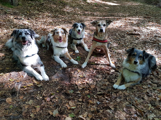 Veterinarian am Hauptsmoorwald unter Bamberg, Bayern