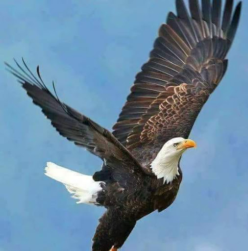 Restaurant «Hibachi Buffet & Grill», reviews and photos, 301 E International Speedway Blvd, DeLand, FL 32724, USA