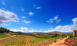 Altipiano Vineyard and Winery