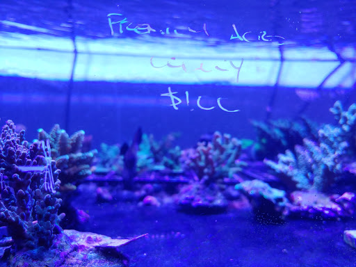 Tropical Fish Store «River City Aquatics», reviews and photos, 12108 Roxie Dr, Austin, TX 78729, USA