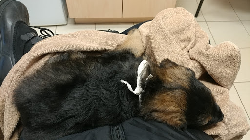 Chelmsford Animal Hospital image