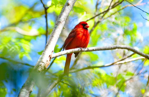 Park «Hammock Park», reviews and photos, 1945 San Mateo Dr, Dunedin, FL 34698, USA