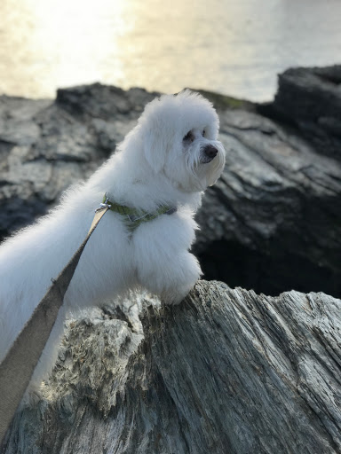 Boutique «Coastal Canine Grooming & Boutique», reviews and photos, 253 Naugatuck Ave, Milford, CT 06460, USA