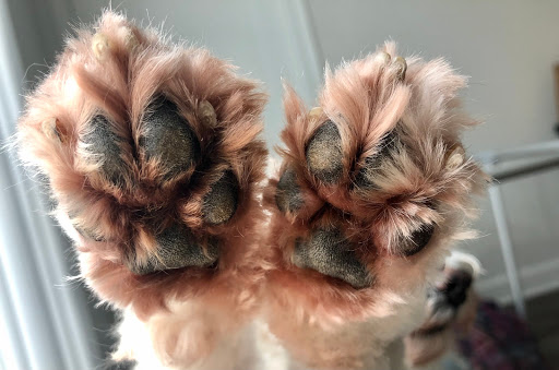 Pet Supply Store «PetSmart», reviews and photos, 6622 Charlotte Pike Suite 108, Nashville, TN 37209, USA