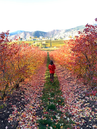 Family Restaurant «Blueberry Hills Farm», reviews and photos, 1315 Washington St, Manson, WA 98831, USA