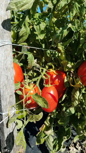 Produce Market «Race Farm», reviews and photos, 87 Belcher Rd, Blairstown, NJ 07825, USA