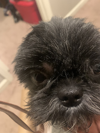 Pet Groomer «Pause 4 Paws Pet Grooming And Hotel», reviews and photos, 3770 W County Line Rd, Douglasville, GA 30135, USA