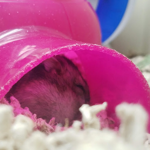 Pet Supply Store «Pet Supplies Plus», reviews and photos, 4500 Arroyo Vista, Livermore, CA 94551, USA