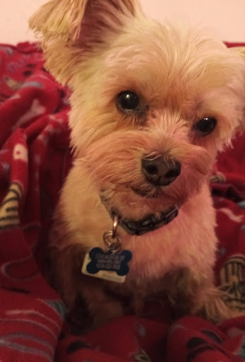 Pet Supply Store «Petco Animal Supplies», reviews and photos, 3194 FM407, Highland Village, TX 75077, USA