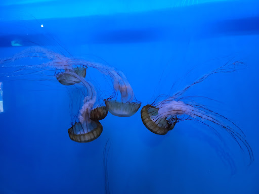 Aquarium «Audubon Aquarium of the Americas», reviews and photos, 1 Canal St, New Orleans, LA 70130, USA