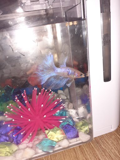 Pet Supply Store «Petco Animal Supplies», reviews and photos, 3731 Gateway Dr, Eau Claire, WI 54701, USA