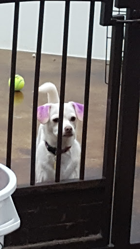 Pet Supply Store «Odyssey Pets», reviews and photos, 14999 Preston Rd #400a, Dallas, TX 75254, USA