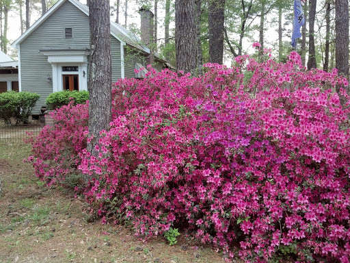 Golf Club «Carter Plantation», reviews and photos, Carter Trace, Springfield, LA 70462, USA