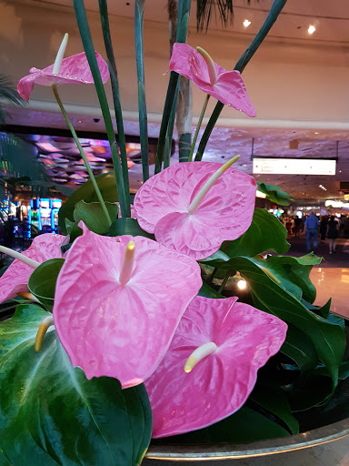 Hotel «The Mirage», reviews and photos, 3400 S Las Vegas Blvd, Las Vegas, NV 89109, USA